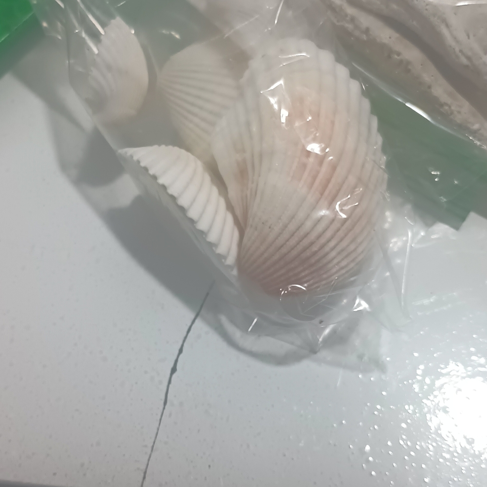 Natural Seashell Cluster - White with Pale Pink Accents